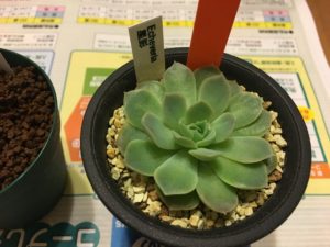 エケベリア 星影