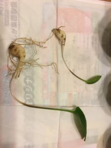 謎球根