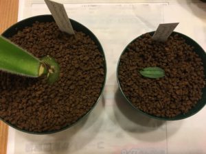 Haemanthus pauculifolius & Drimia platyphulla