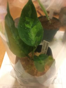 Aglaonema pictum