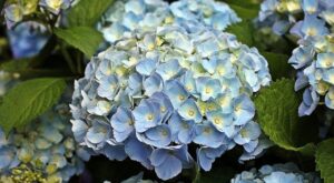 紫陽花