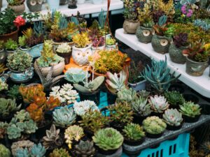 植物即売イベント